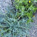 Eschscholzia parishii Leaf