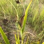 Aristea ecklonii Fruit