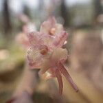 Rhipidoglossum rutilum Flower