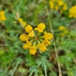 Coronilla minimaVirág