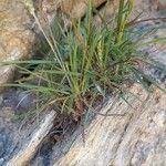 Plantago maritima Habit