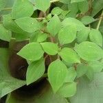Heterotis rotundifolia Лист