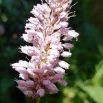 Bistorta officinalis Bloem