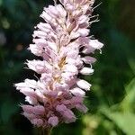 Bistorta officinalis Kvet