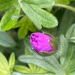 Geranium sanguineum Egyéb