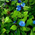 Ceratostigma plumbaginoides Облик