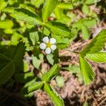 Fragaria virginiana Blüte