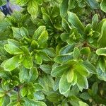 Rhododendron simsii List