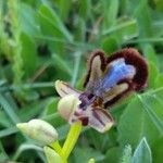 Ophrys speculum Flower