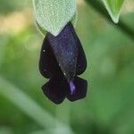 Salvia discolor Lorea
