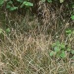 Deschampsia cespitosa Habit