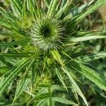 Cirsium vulgareКвітка