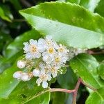 Prunus lusitanica Blüte