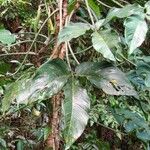 Philodendron tripartitum 整株植物