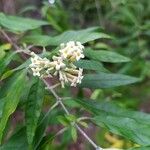 Buddleja auriculata Bloem