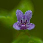 Mesosphaerum suaveolens Flower