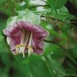 Cobaea scandens 花