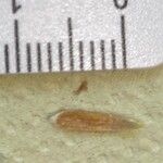 Bromus lanceolatus 果実