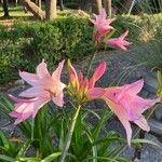 Amarcrinum howardiiFlower