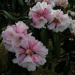 Rhododendron fulvum Blomst