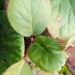 Bergenia ciliata ഇല