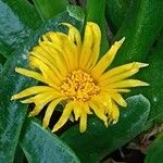Glottiphyllum difforme Flor
