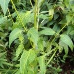 Agastache foeniculum Yaprak