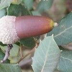 Quercus rotundifolia Fruit
