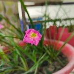 Zephyranthes rosea Flor