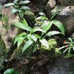 Tacca plantaginea Leaf