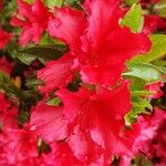 Rhododendron calendulaceum Flower