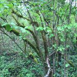 Viburnum ellipticum Habit