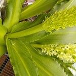 Eucomis autumnalis बार्क (छाल)