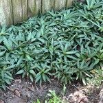 Tradescantia spathacea ഇല