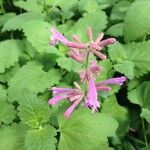Agastache mexicana Blomst