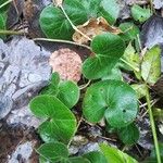 Asarum europaeum 葉