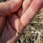 Stipa pennata Fruit