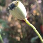 Papaver rhoeasVrucht