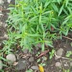 Tagetes lucida ഇല