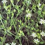 Arenaria serpyllifolia Облик