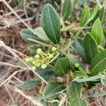 Boscia mossambicensis 葉