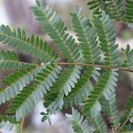 Osodendron altissimum Leaf