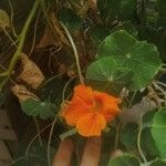 Tropaeolum minus Flor