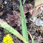 Tragus racemosus Leaf