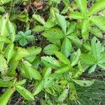 Potentilla simplex Leaf