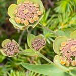 Bupleurum angulosum Flor