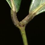 Inga paraensis Leaf