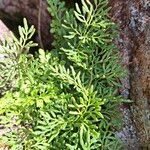 Cryptogramma crispa Leaf