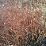 Schizachyrium scoparium Ліст