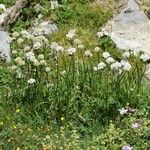 Armeria pubinervis Flower